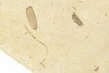 Fossil Beetle (Coleoptera) Elytron - Bois d’Asson, France #254234-1